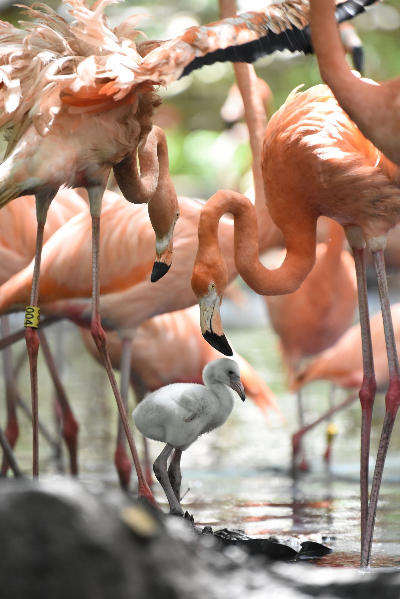 Farbenprächtige Vogelwelt auf Barú