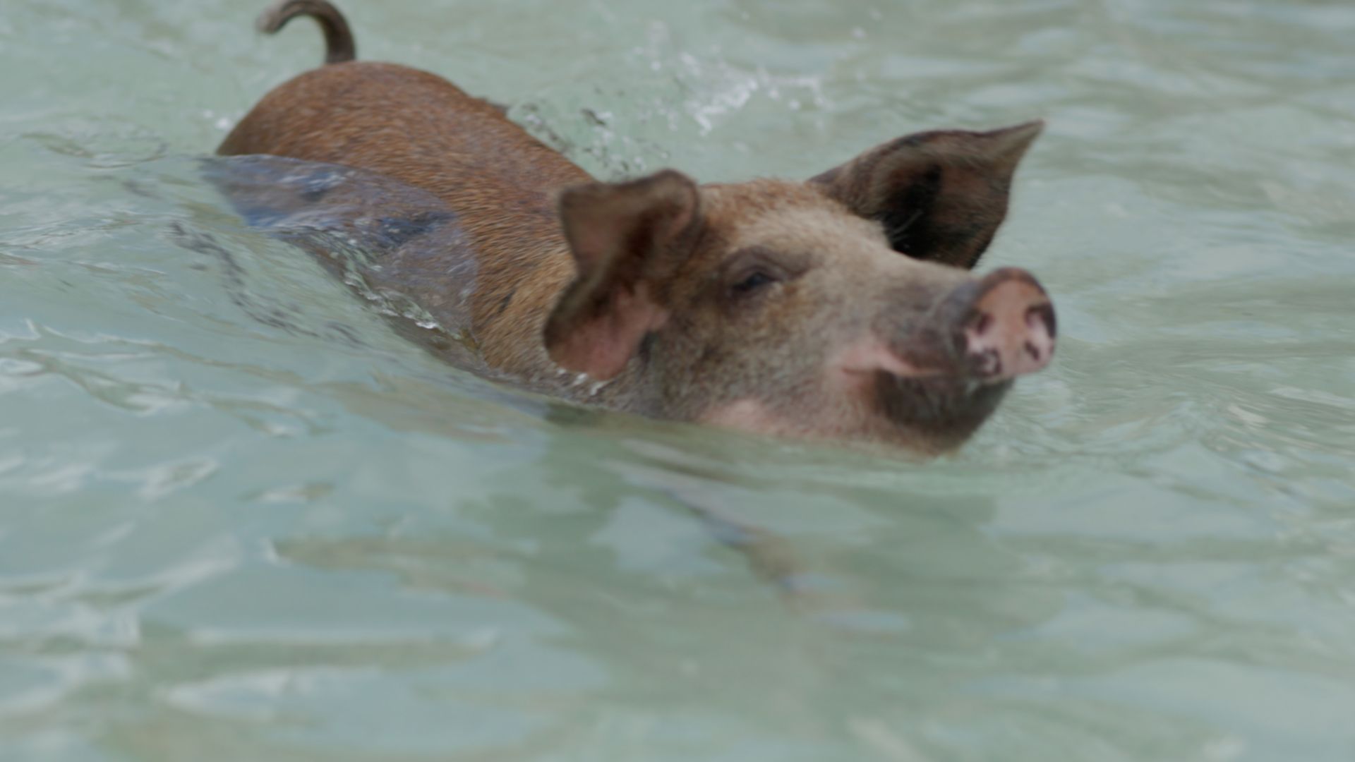 CEL05_FreeportSwimwithPigs.00_00_48_20_002.jpg