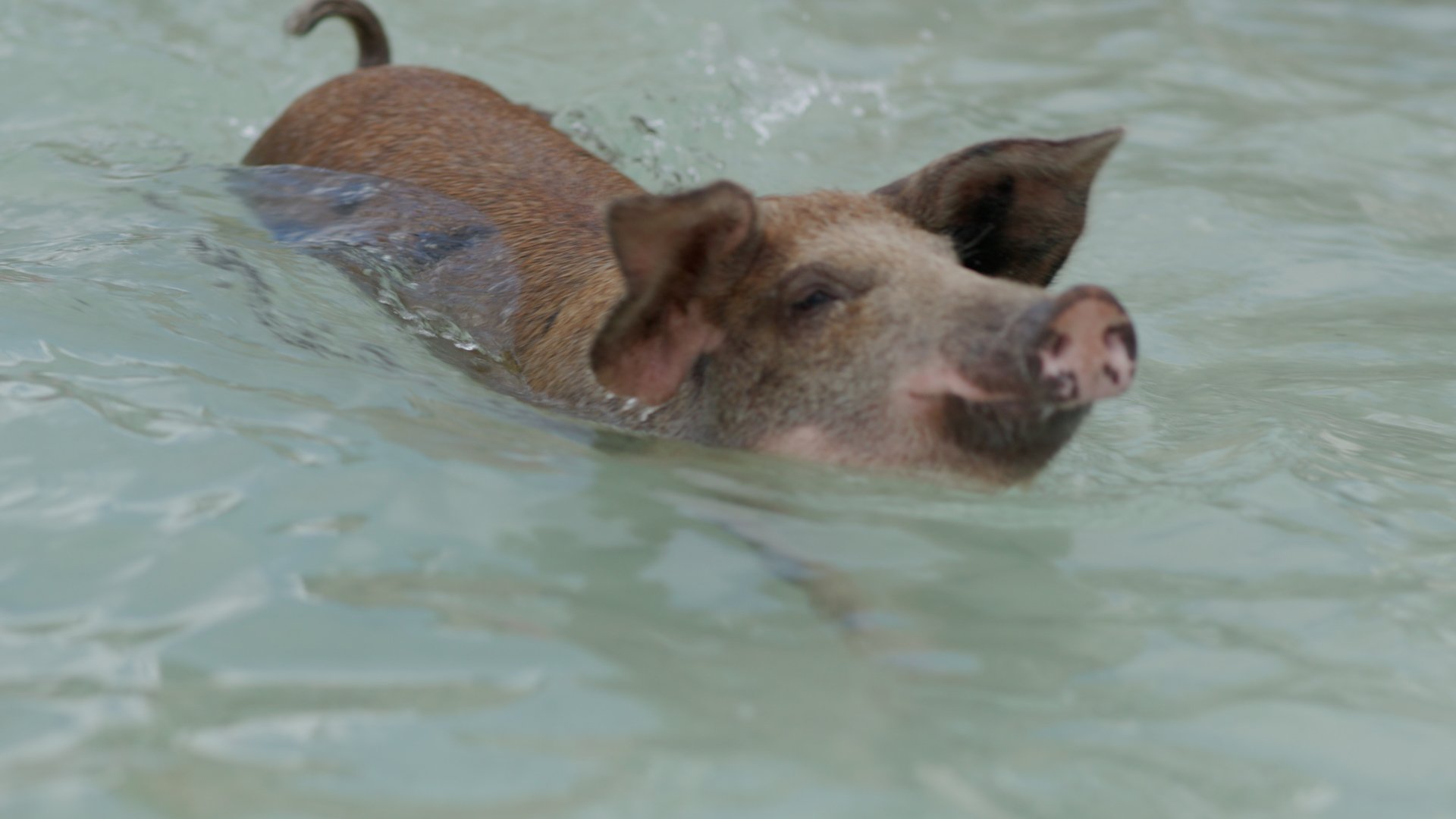CEL05_FreeportSwimwithPigs.00_00_48_20_002.jpg