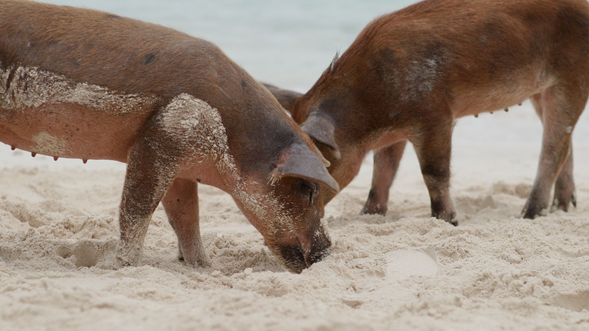CEL05_FreeportSwimwithPigs_003.jpg