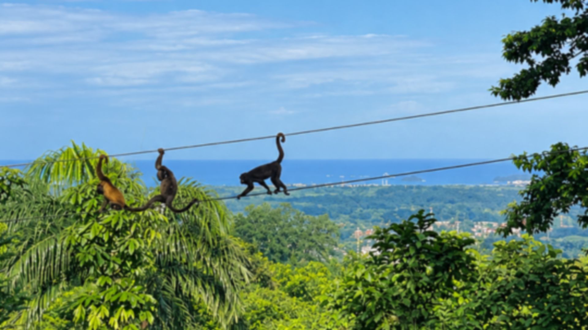 Regenwald-Abenteuer: Zipline über den Tropenwald