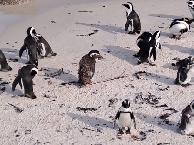 CPT_CPT23_Pinguin-KolonieamBouldersBeach_SO_2024_quer2.jpg