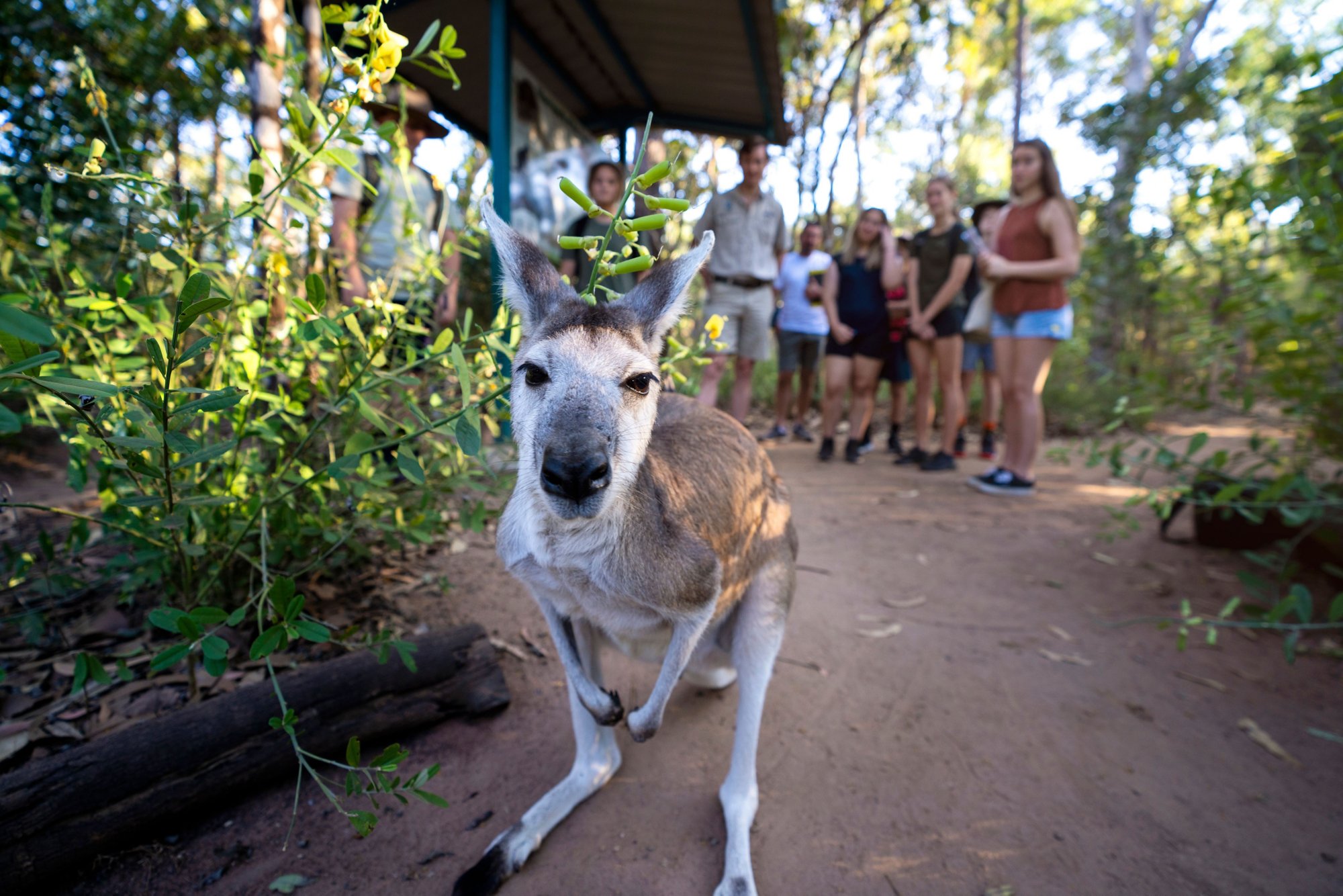 Territory Wildlife Park erleben