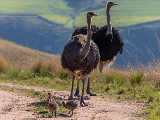 DUR17_GWAHUMBE-BIRD-SLIDER_003.jpg