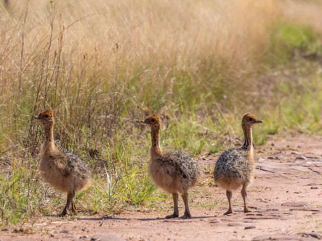 DUR17_GWAHUMBE-BIRD-SLIDER_004.jpg