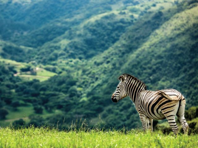 Safari im Gwahumbe Wildreservat – Afrikas Tierwelt kompakt erleben