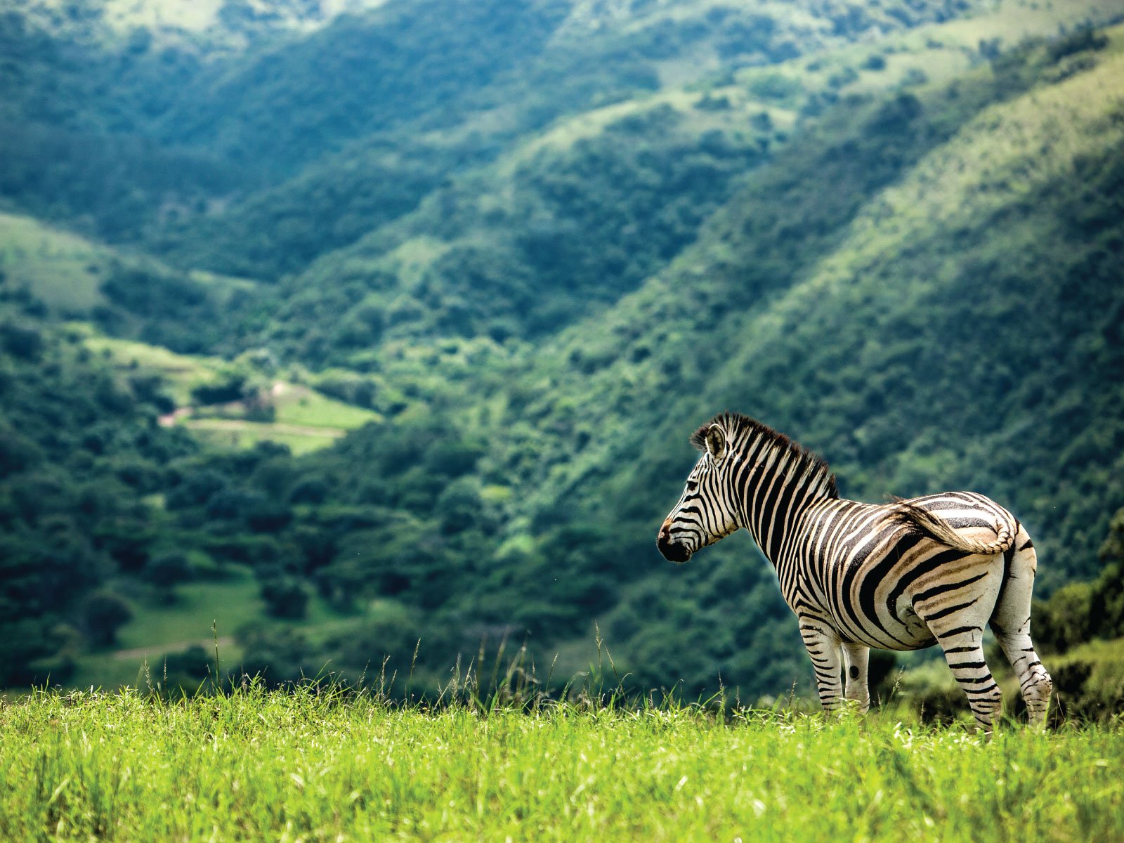Safari im Gwahumbe Wildreservat – Afrikas Tierwelt kompakt erleben