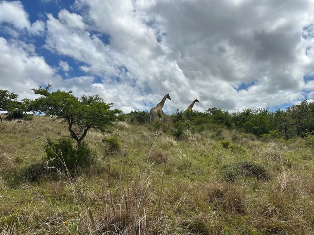 ELS_ELS09_Safari_ST_2025_quer2.jpg