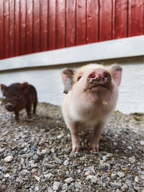 FLA03_TheFjordFarm_NG_2026_hoch3.JPG