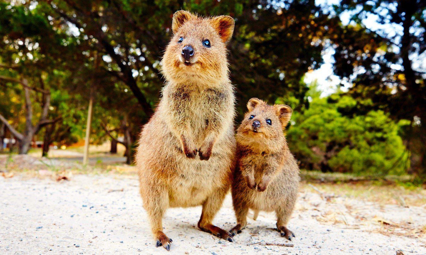 Rottnest Island auf eigene Faust entdecken