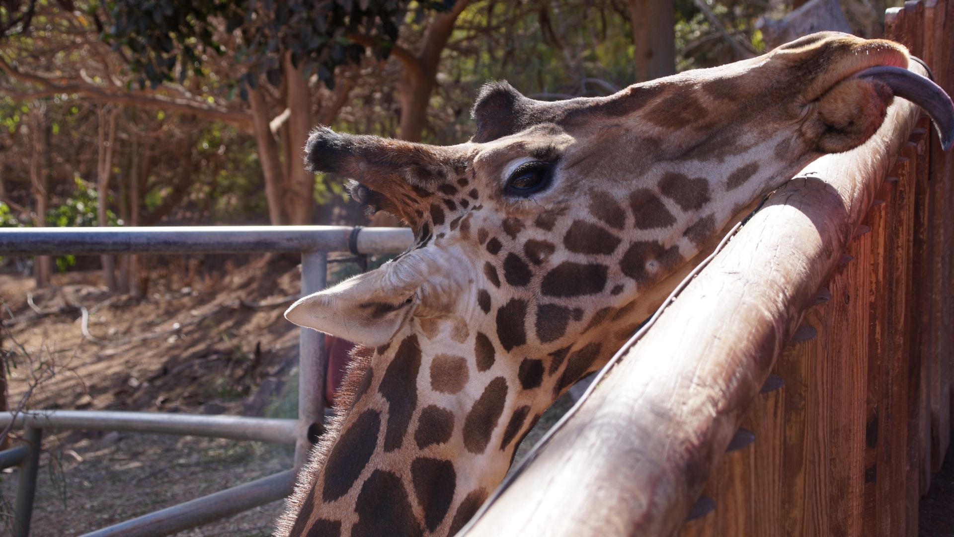 Im Reich der Tiere – Oasis Wildlife