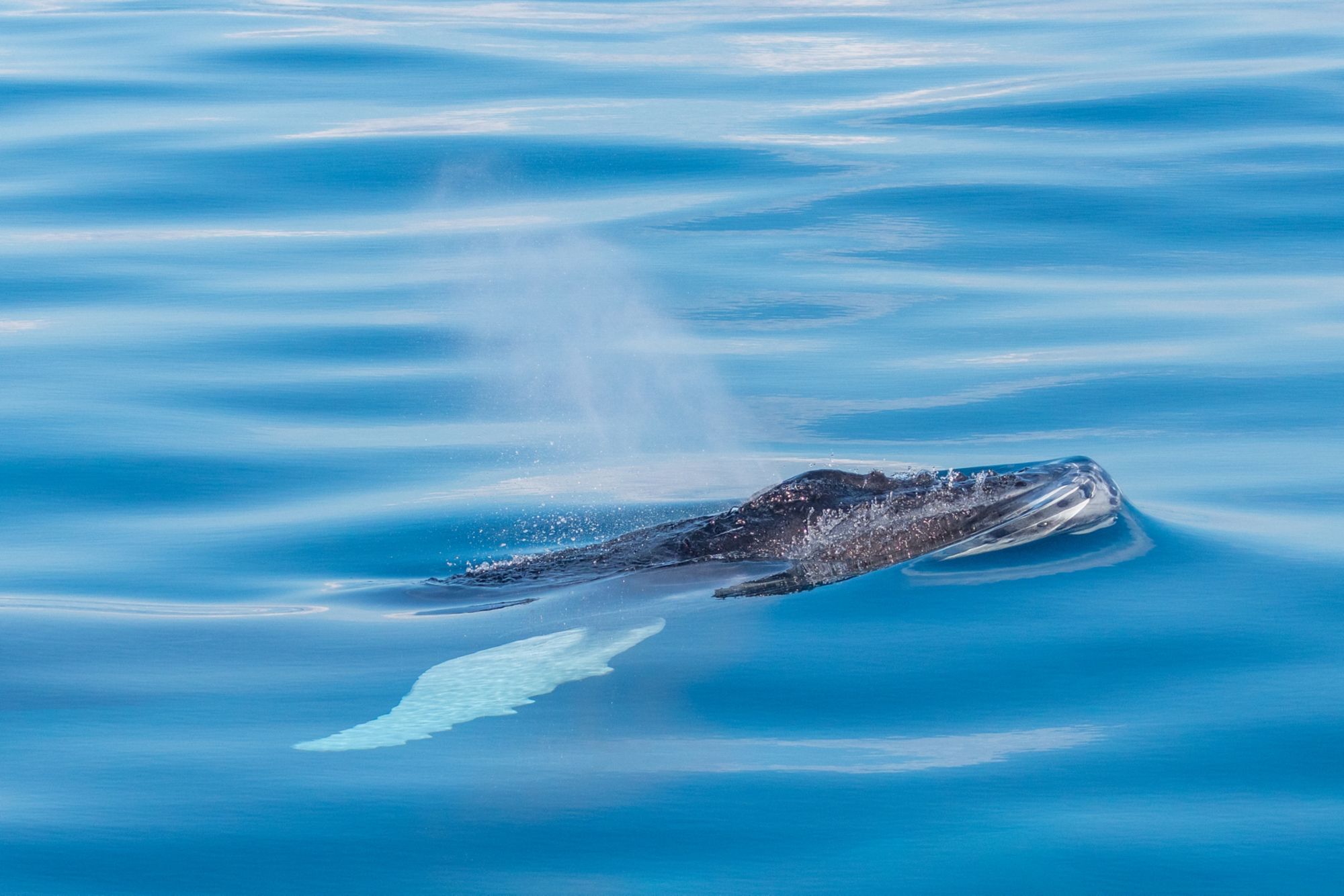 GDT03_Buckelwal_Blast_Oberflaeche_OceanVibesScuba_Watersports_2024_quer_004.JPG