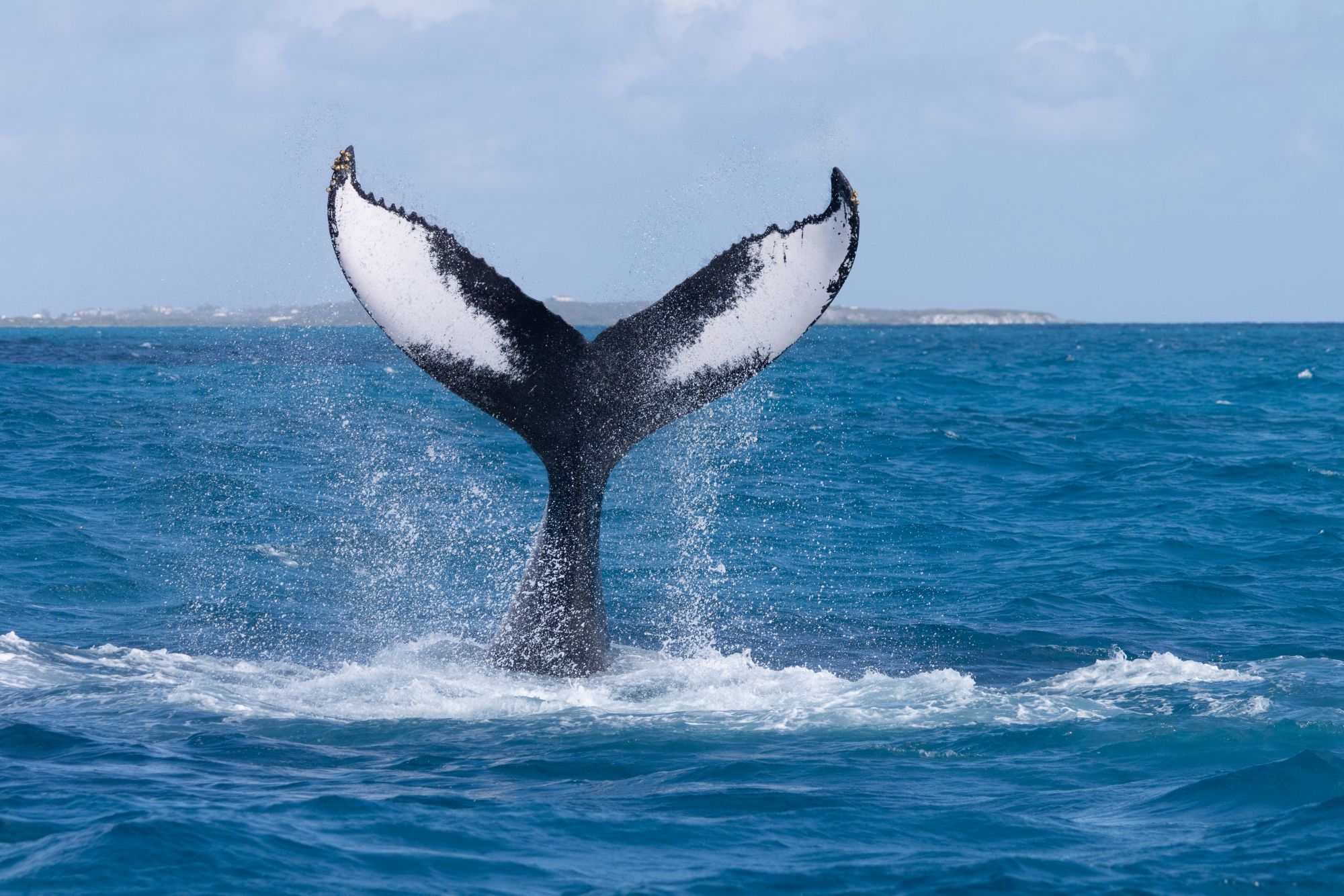 Walbeobachtung vor Grand Turk