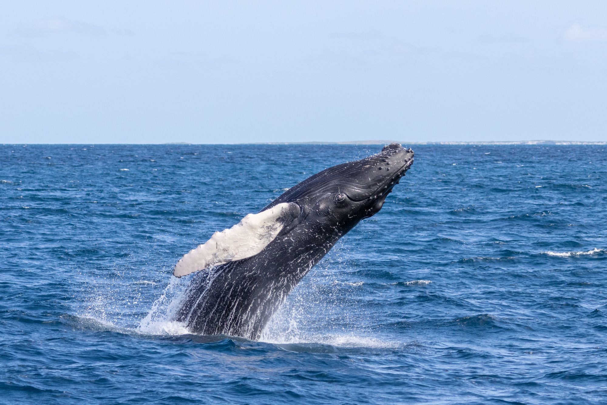 GDT03_Buckelwal_Luftholvorgang_Kopf_OceanVibesScuba_Watersports_2024_quer_003.JPG