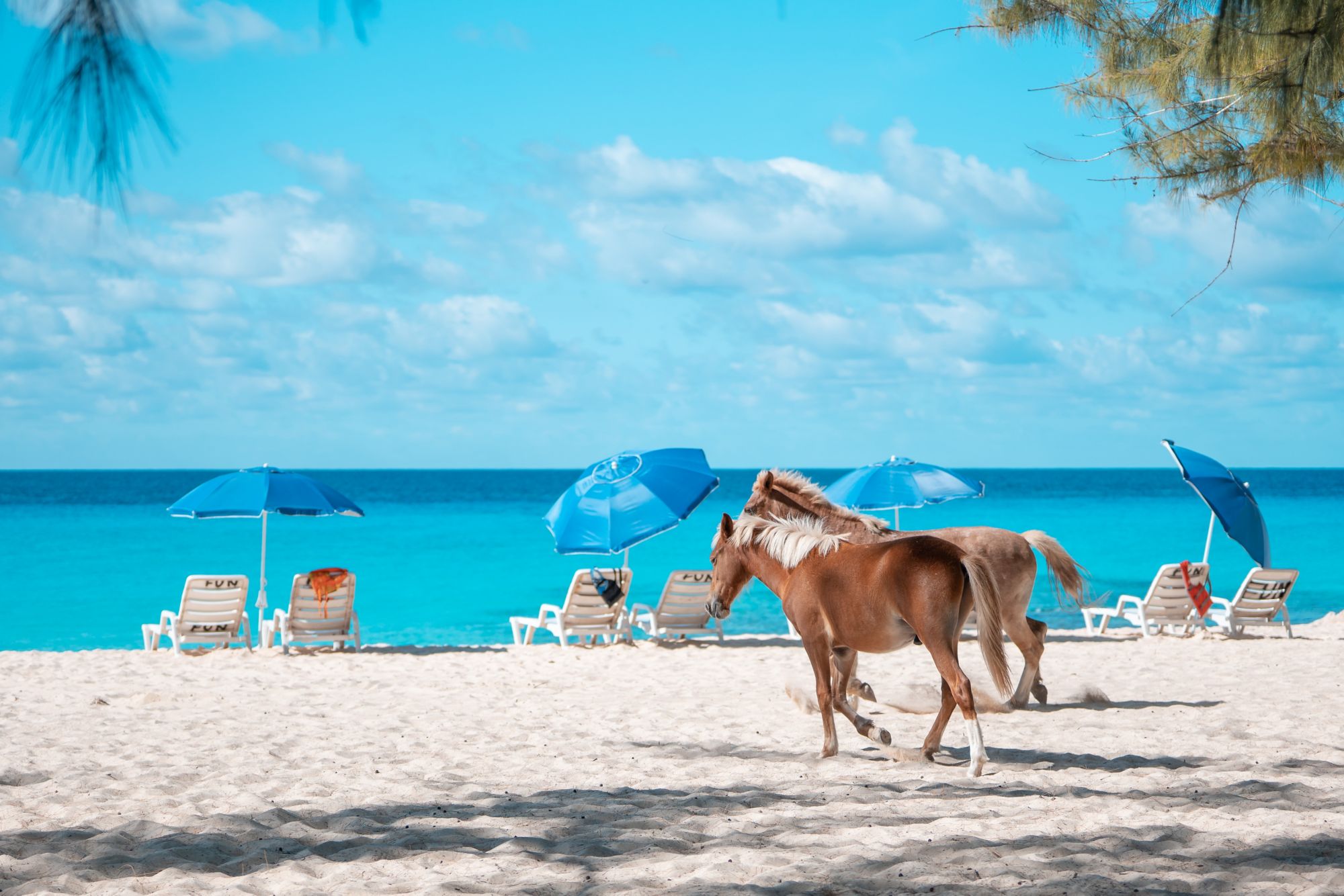 GDT11_Pferde_Strand_Freilaufend_2019_FuntasticTours_Company_quer.jpg