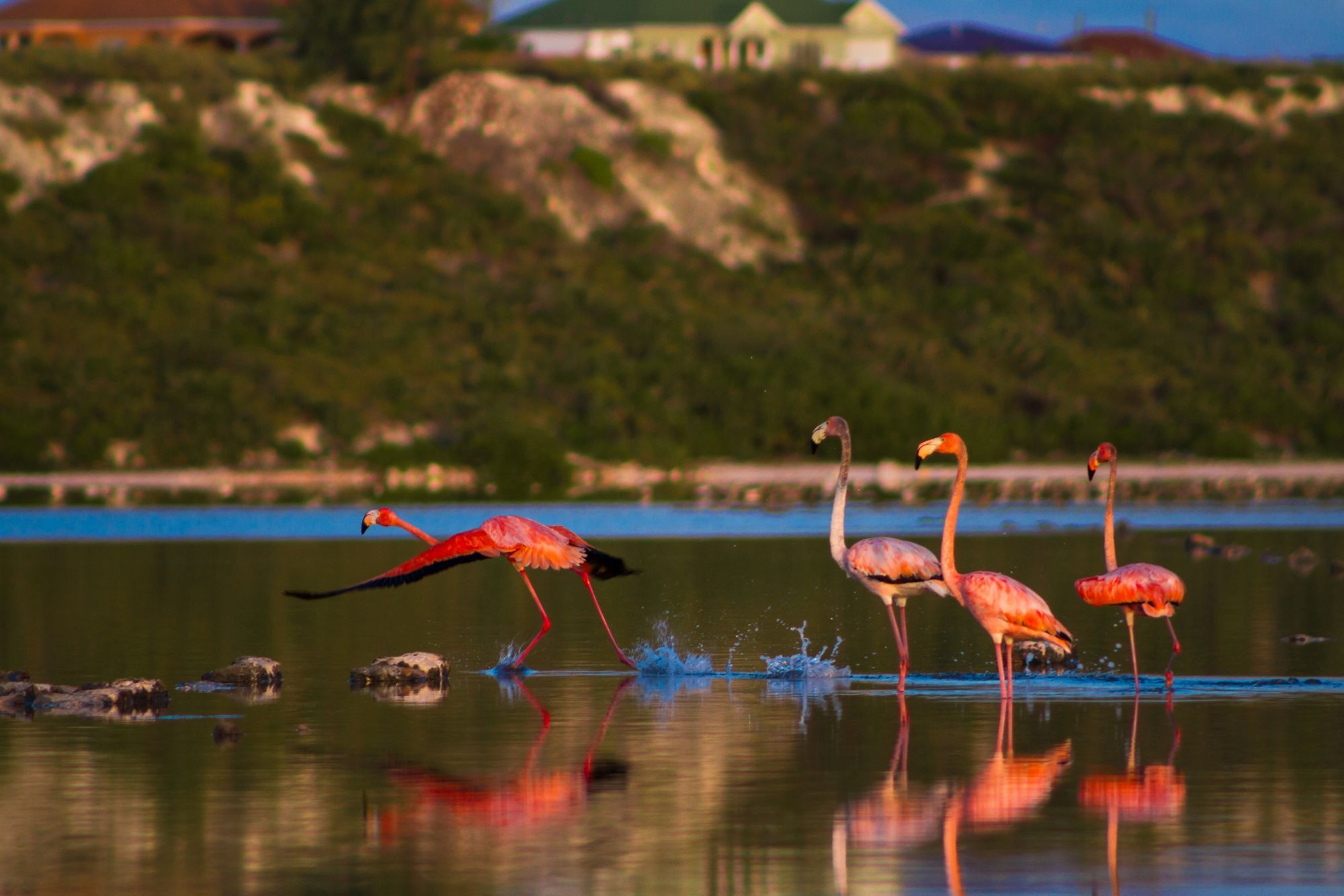 GDT11_Salzbruecken_Flamingos_2017_FuntasticTours_Company_quer.jpg