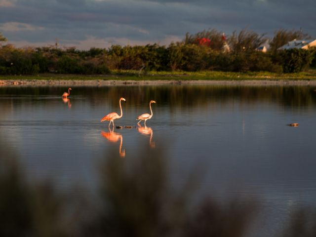 GDT13_Flamingos_Salzgebiete_2_2017_FuntasticTours_Company_quer.jpg