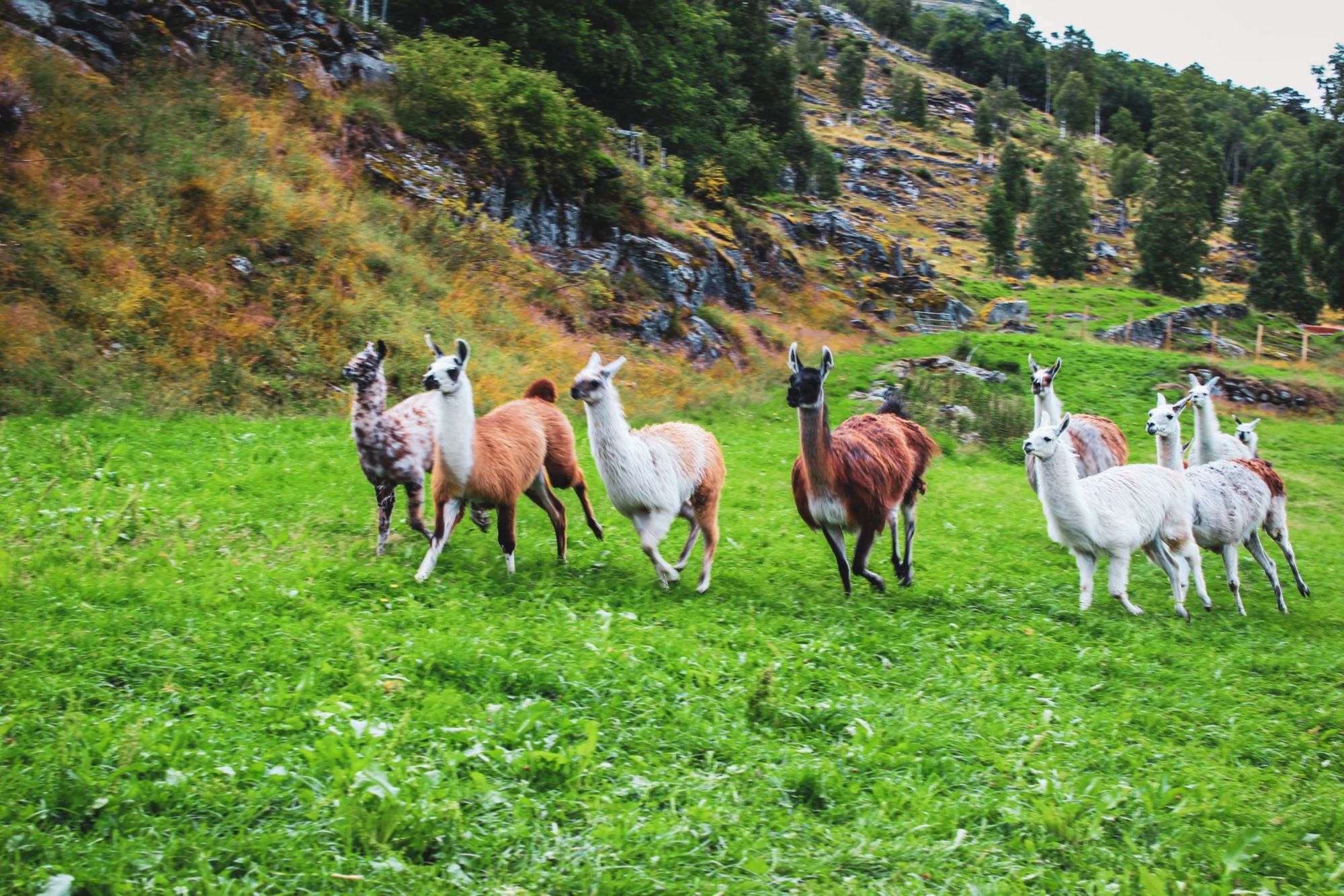 GEI10_BonseyeGjeterhundShow_Lama_NG_2026_quer2.jpg