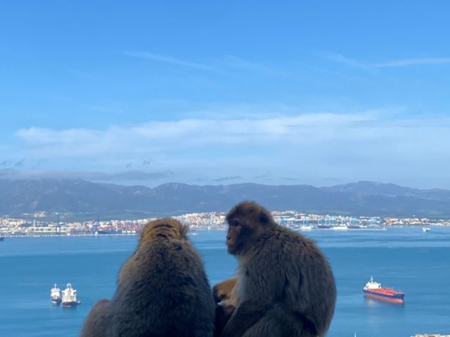 GIB01_AFFEN_ST_2024_006.jpg