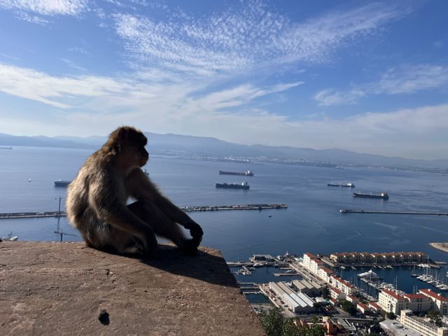 GIB02_Berberaffe_DI_2025_004.JPG