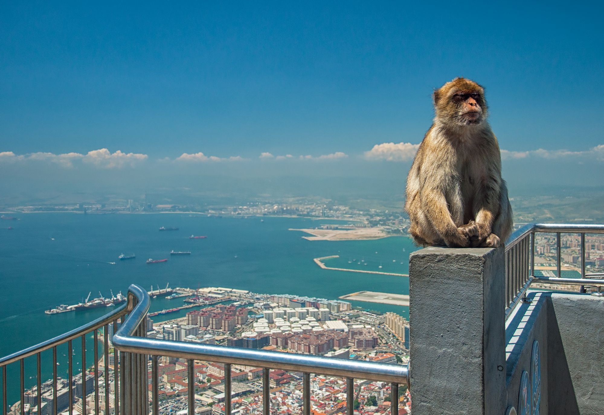 GIB02_GibralterMonkey_MHBland_2025_006.jpg