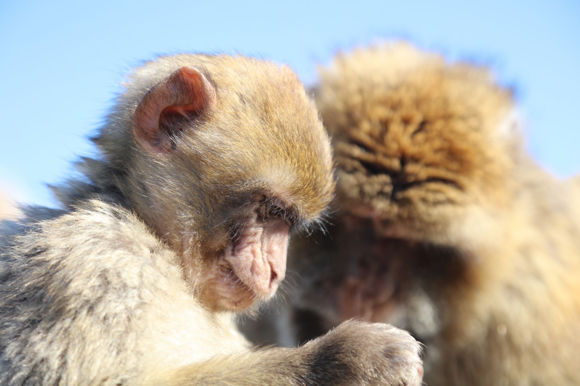 GIB02_Monkeys_002.jpg