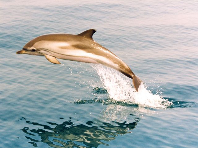 Delfinsafari vor der Küste Gibraltars
