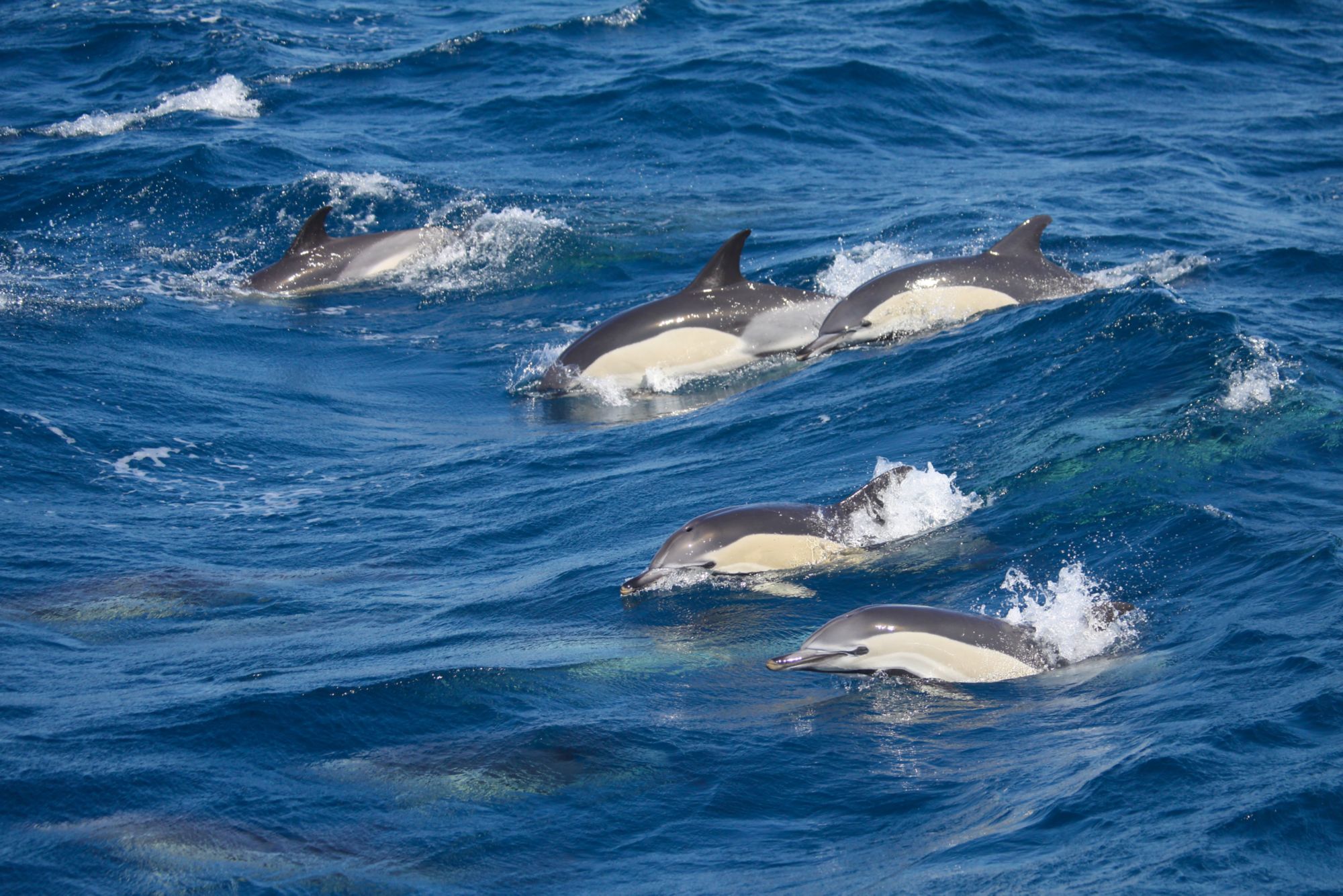 GIB04_Dolphins_MHBland_2025_010.JPG