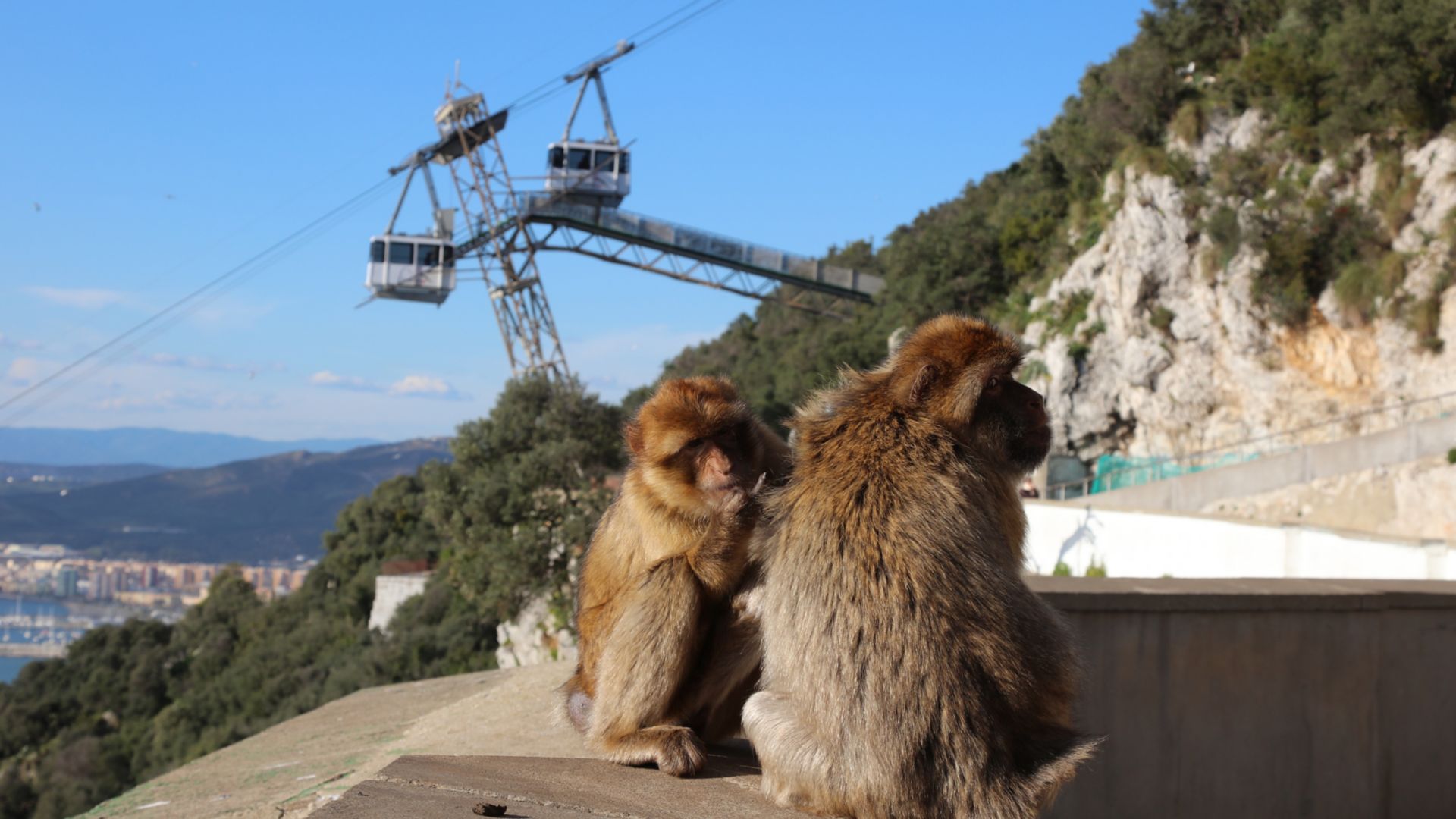 GIB08_CableCarandMonkeys_004.JPG