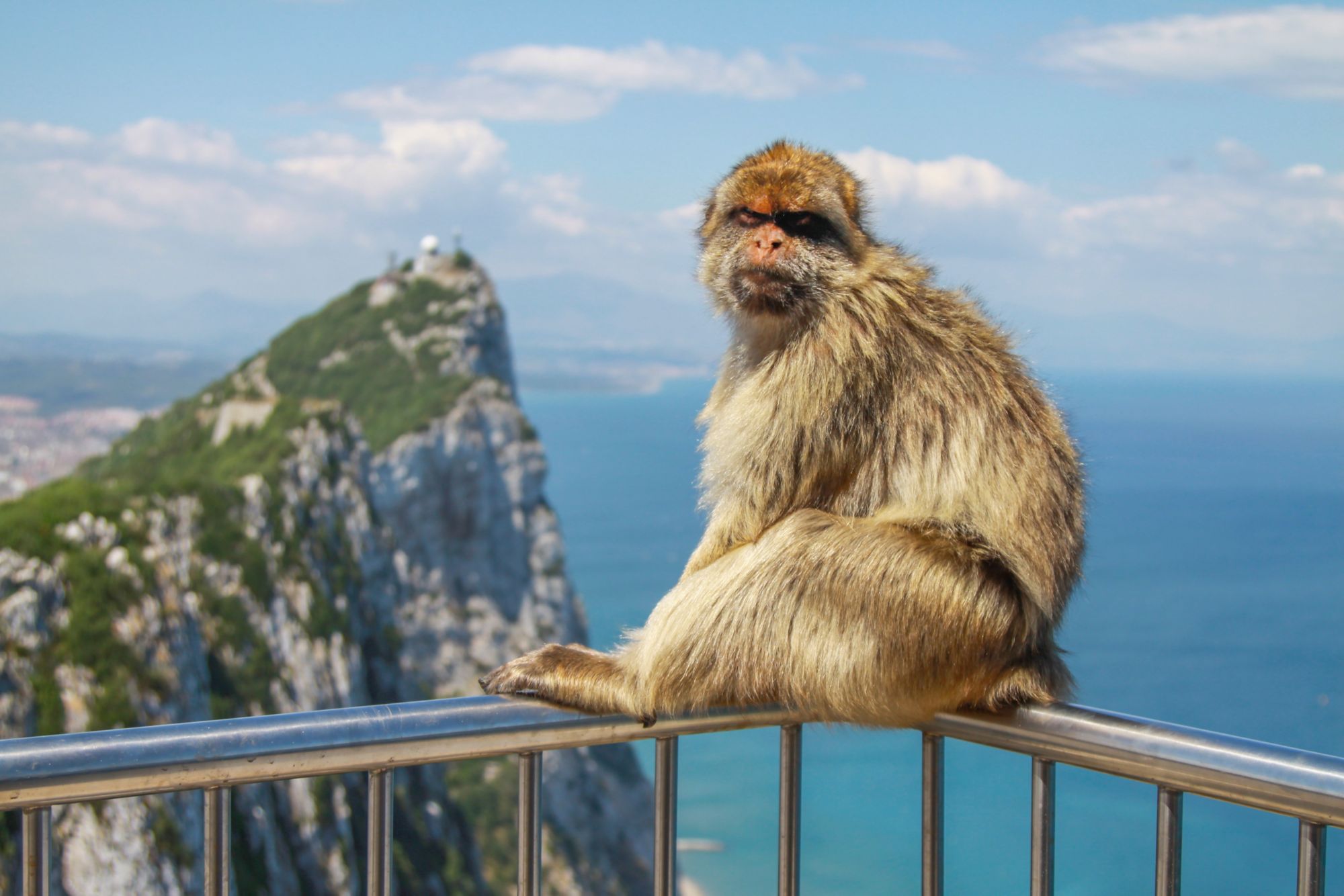 GIB08_Monkey_001.JPG