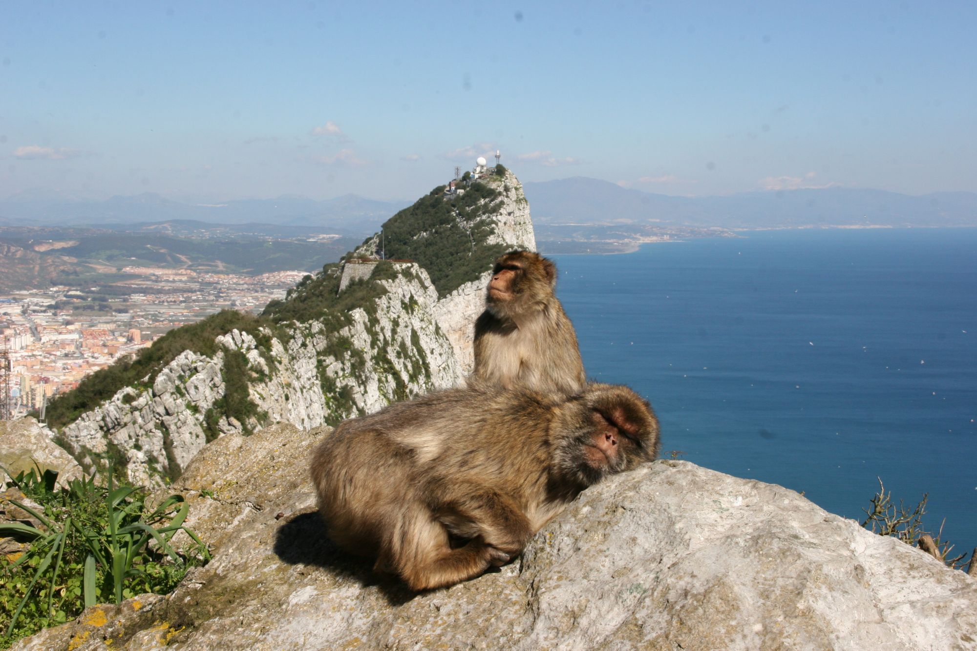 GIB08_TopoftheRockandMonkeys_MHBland_2025_006.jpg