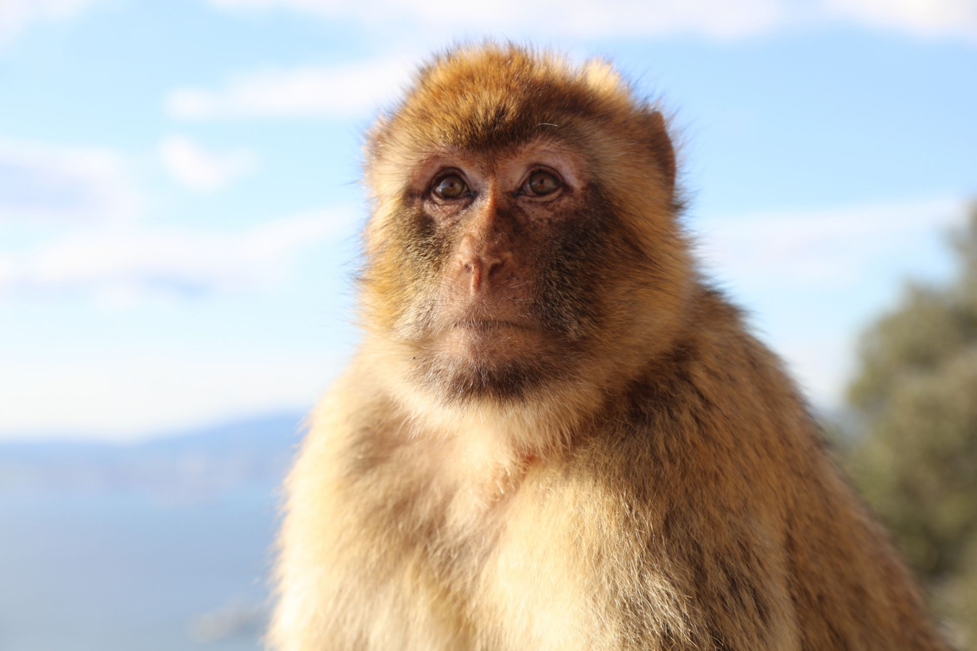 GIB14_GibraltarMonkey_001.jpg