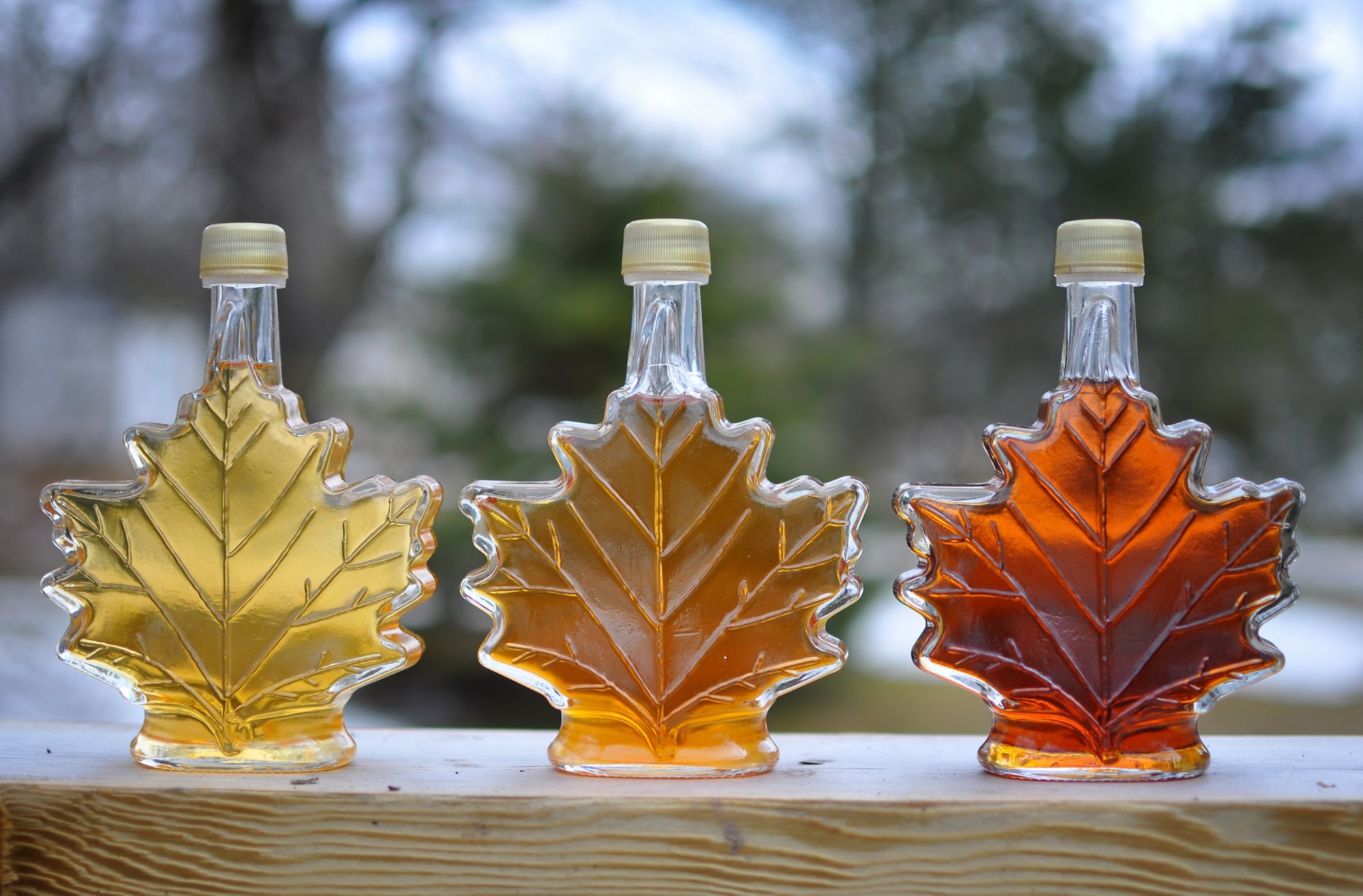 Pure Nova Scotia Maple Syrup made from backyard maple trees.  Lightest bottle is early season, dark bottle is late season syrup.