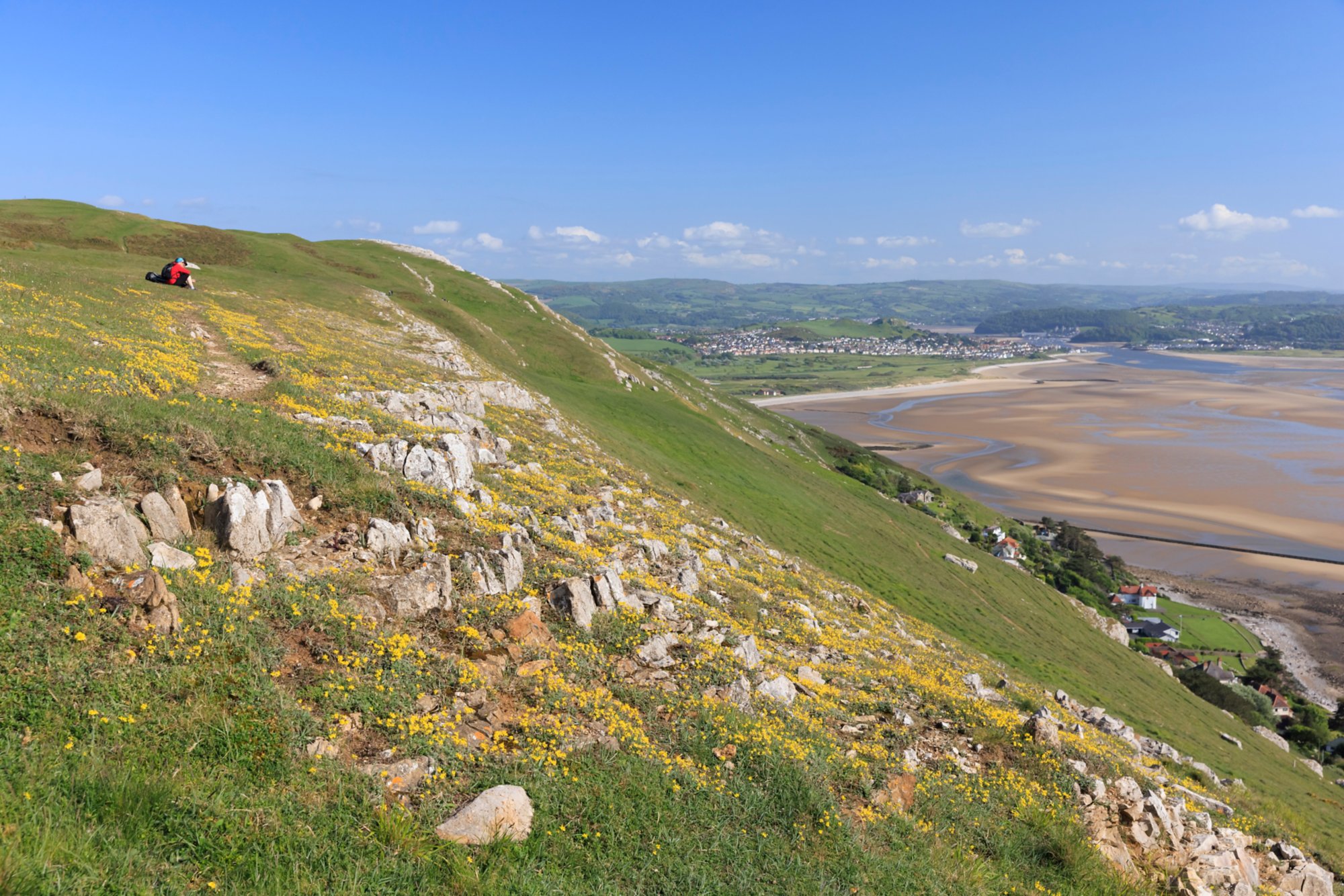 Hoary rockrose (Helianthemum oelandicum), Great Orme, Conwy
