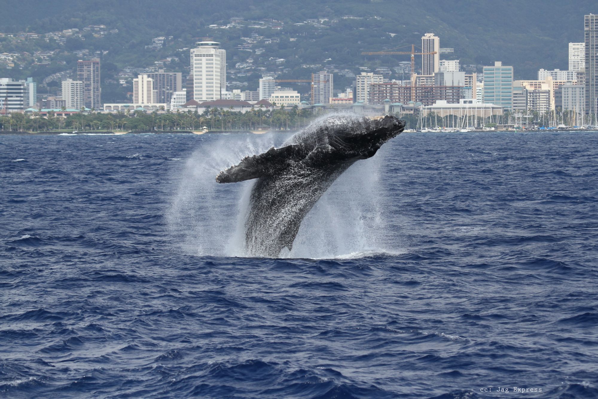 HNL09_BRwkNL1-21-14_004.JPG