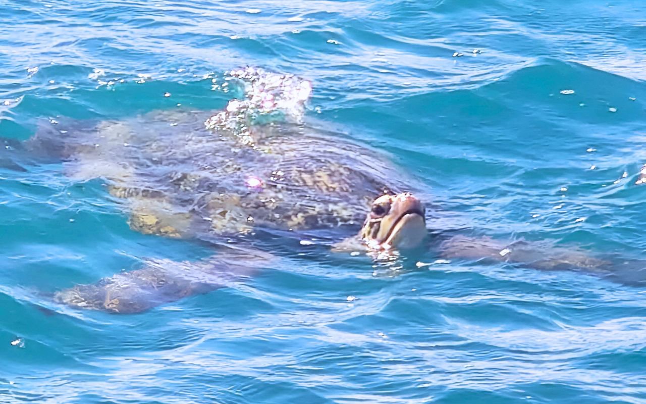 GET YOUR GUIDE Gallery_Turtle Snorkel (1280 x 800 px) - 1st Photo (2)