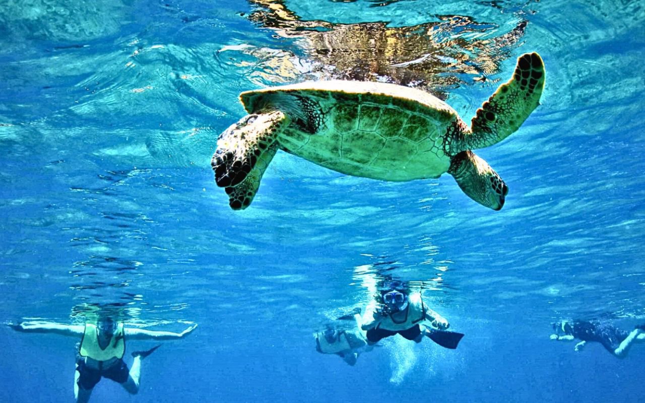 GET YOUR GUIDE Gallery_Turtle Snorkel (1280 x 800 px) - 1st Photo