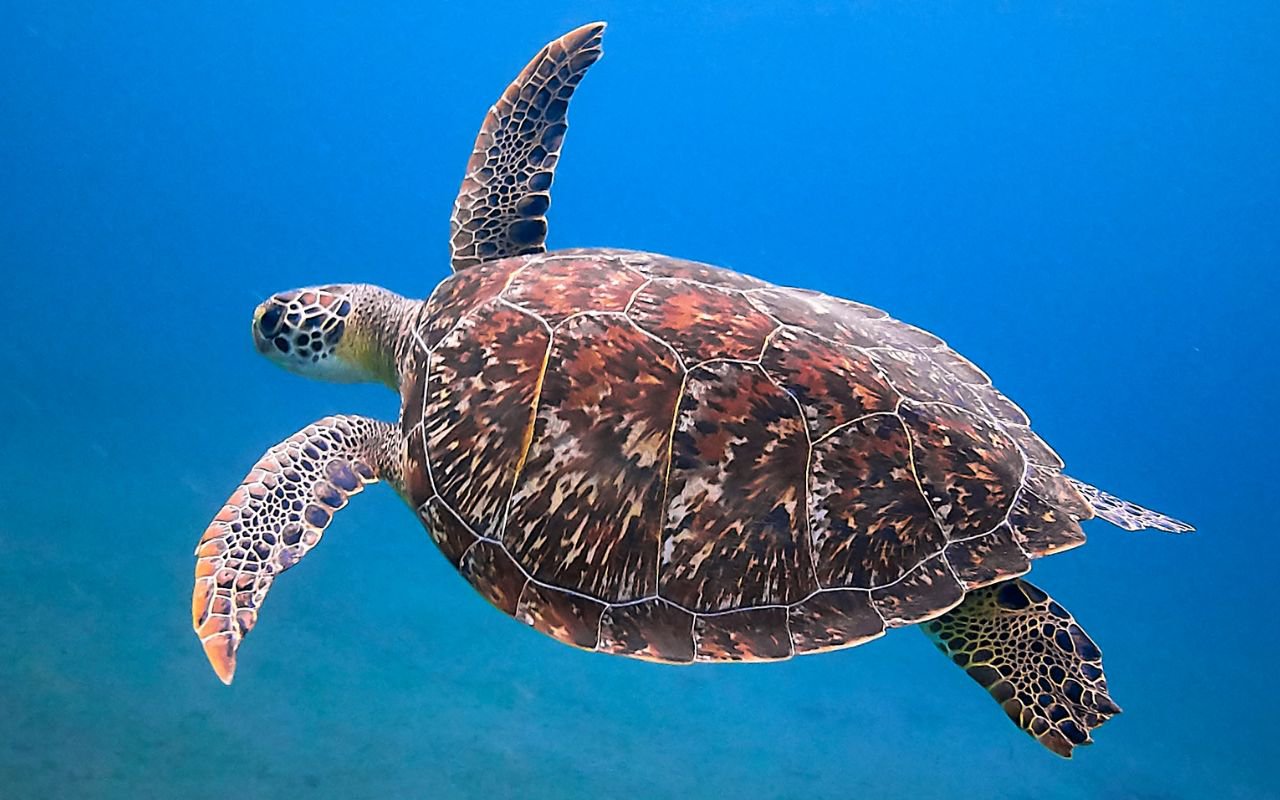 GET YOUR GUIDE Gallery_Turtle Snorkel (1280 x 800 px) - Header for Website B