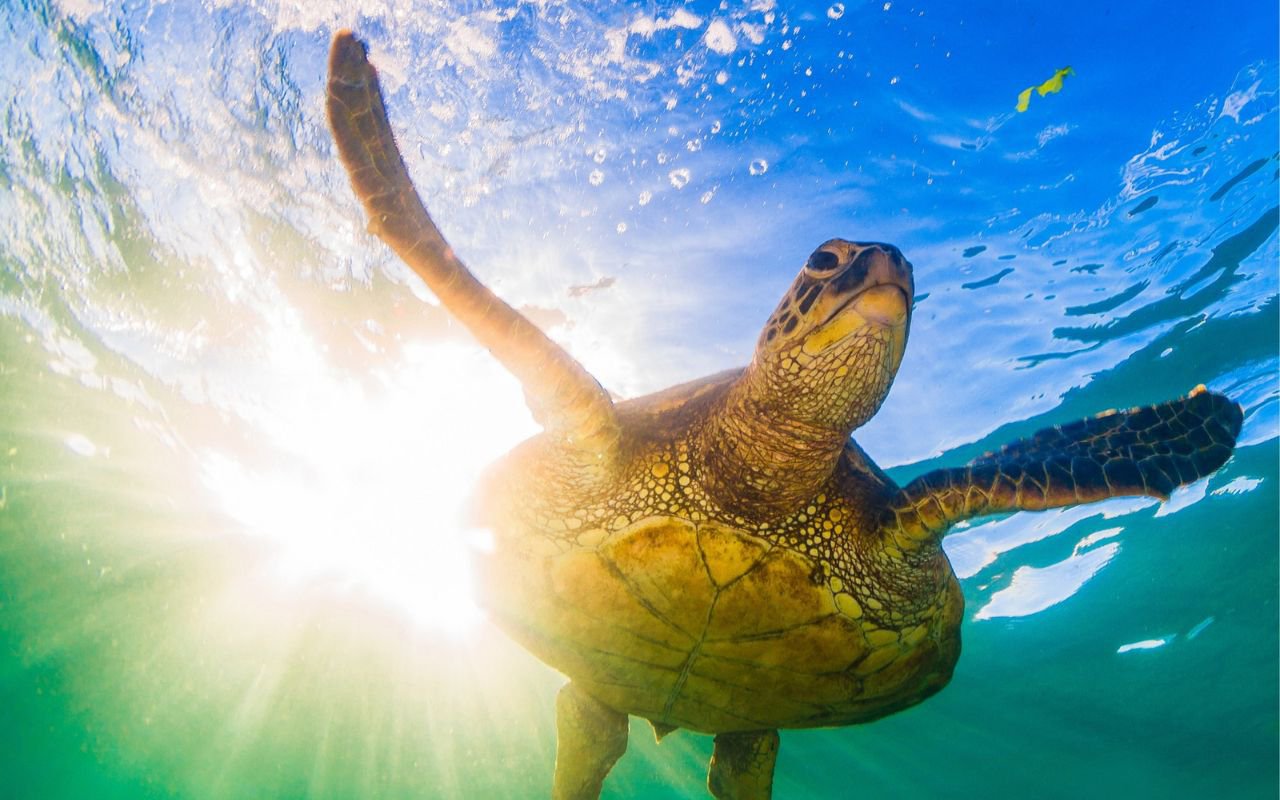 GET YOUR GUIDE Gallery_Turtle Snorkel (1280 x 800 px) - Header for Website A