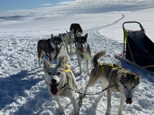 HUSKYSLEDDING2.jpeg