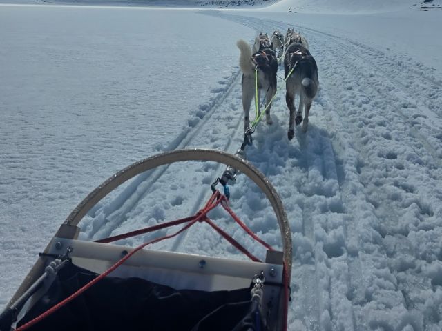 HUSKYSLEDDING2.jpg