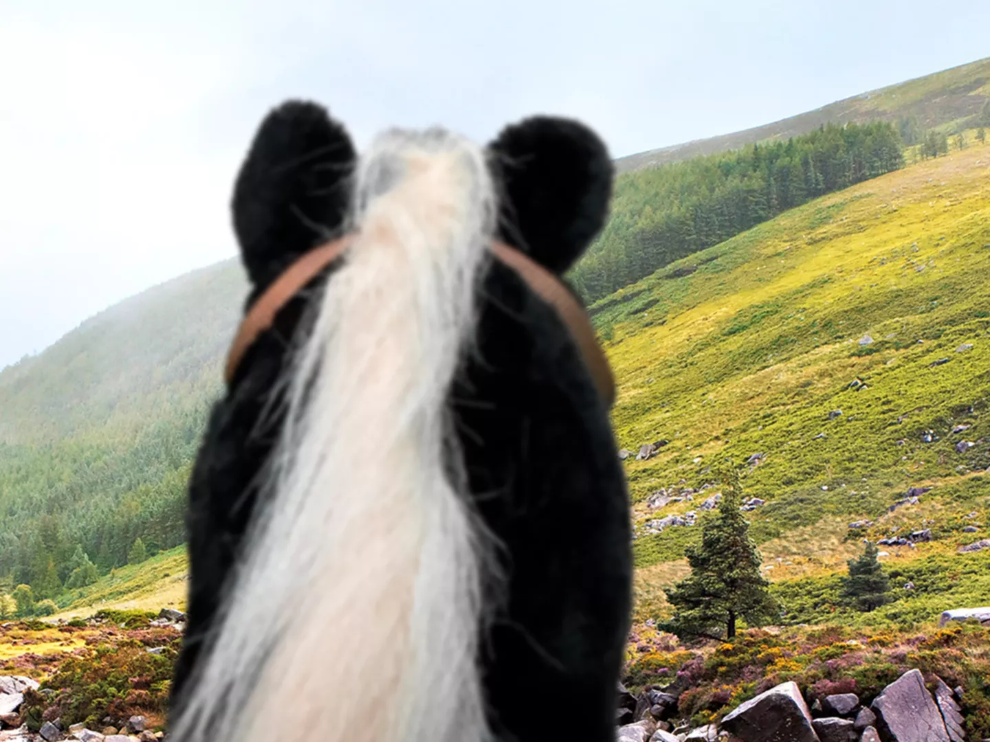 Mit unseren Steckenpferden auf Erkundungstour gehen