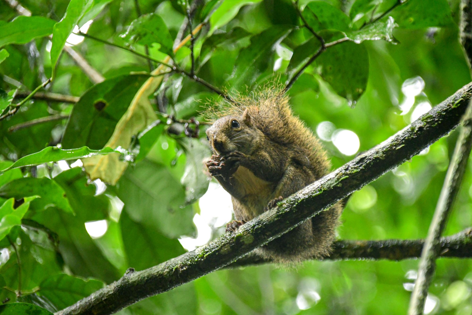 IBE09_WebtourTravel_MataAtlanicaRainForestTrek_2.JPG