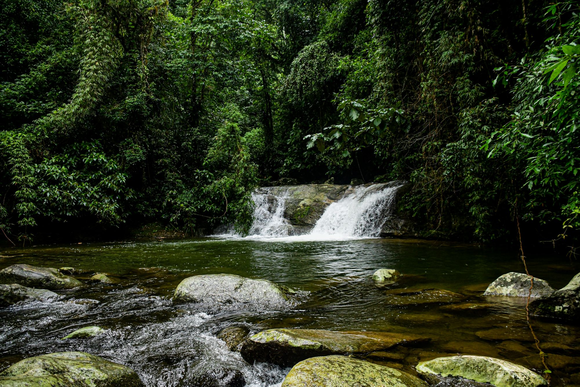 IBE09_WebtourTravel_MataAtlanicaRainForestTrek_5.JPG