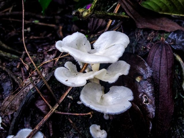 IBE09_WebtourTravel_MataAtlanicaRainForestTrek_6.JPG