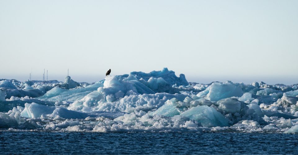 Untitled design - Icefjord cruise (3)