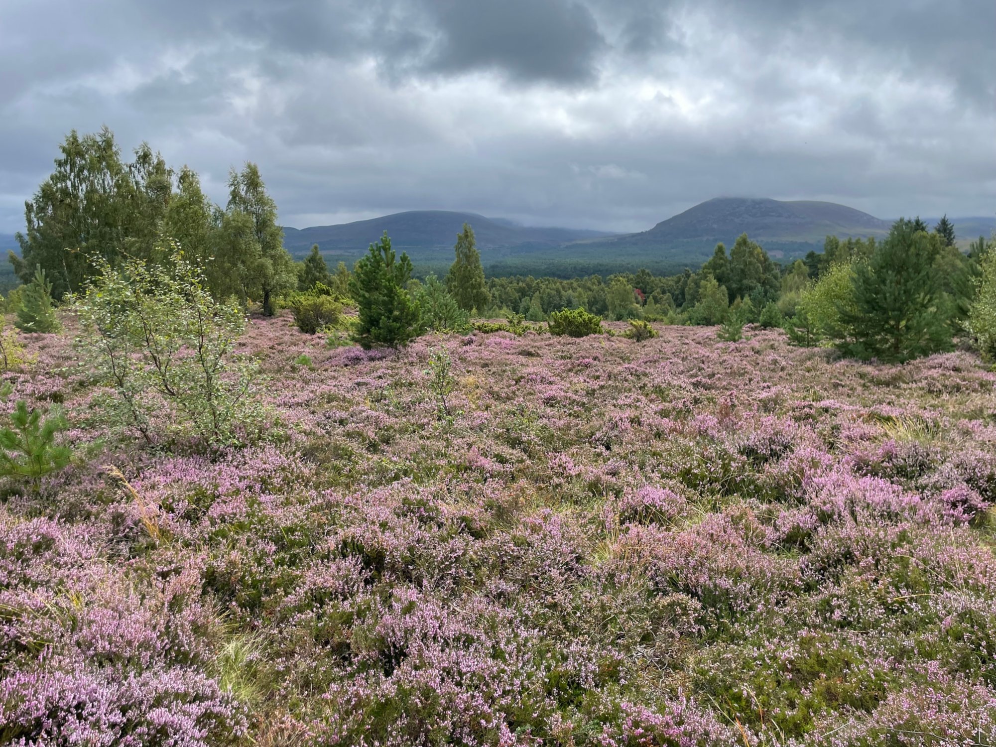 Rothiemurchus Estate – Wildes Schottland erleben