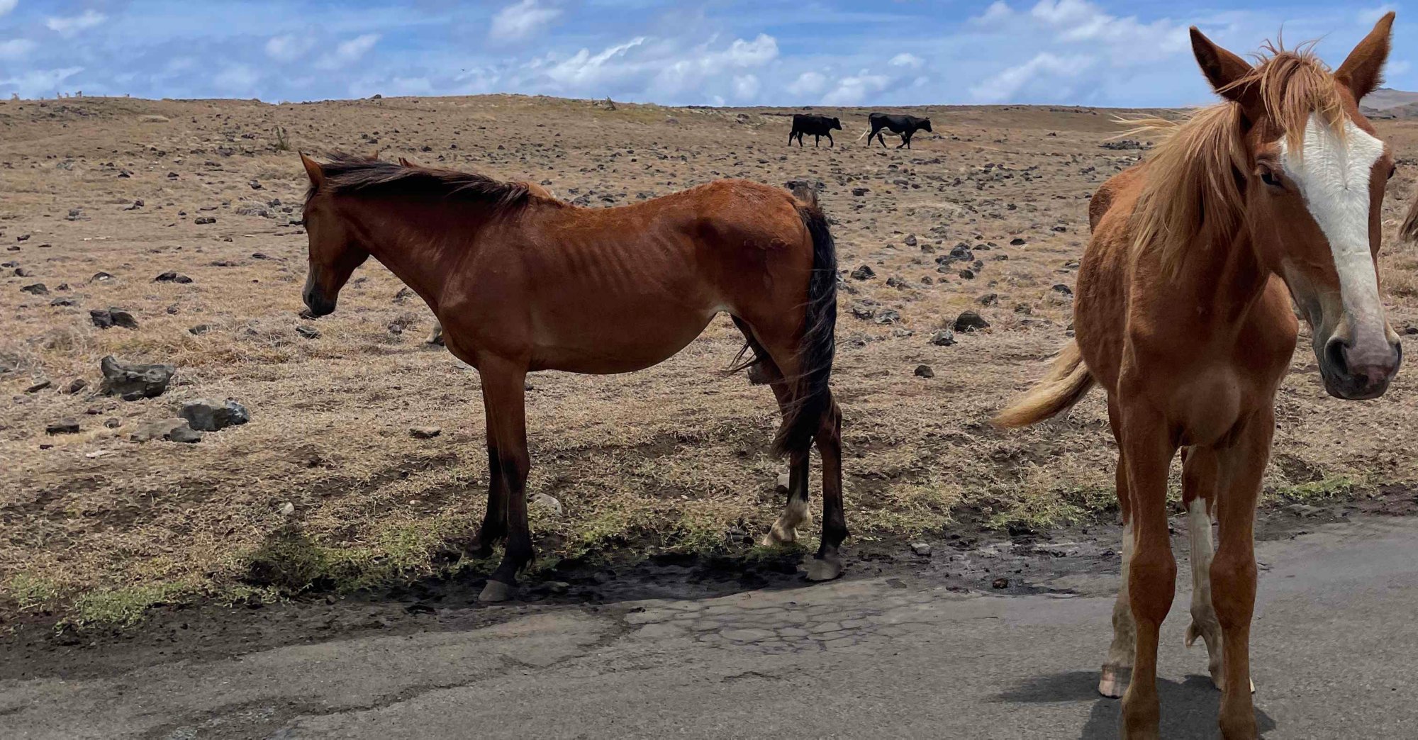 Im Geländewagen zum Rano Raraku
