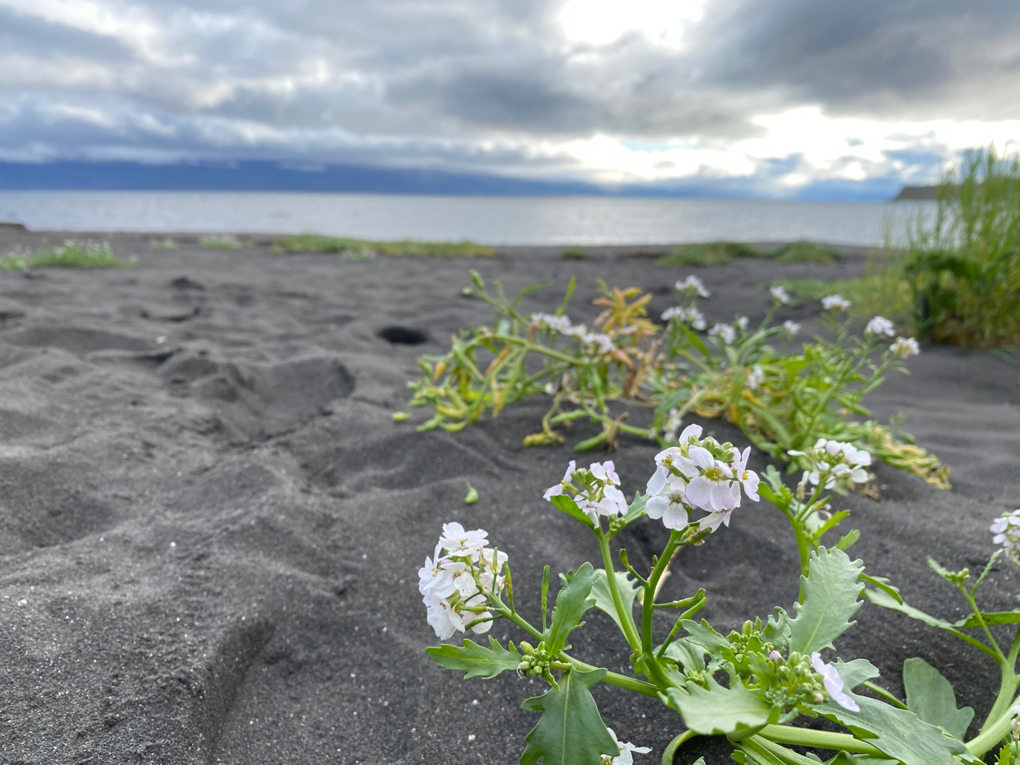 Saunaglück am Meer: Entspannung in Ísafjörður