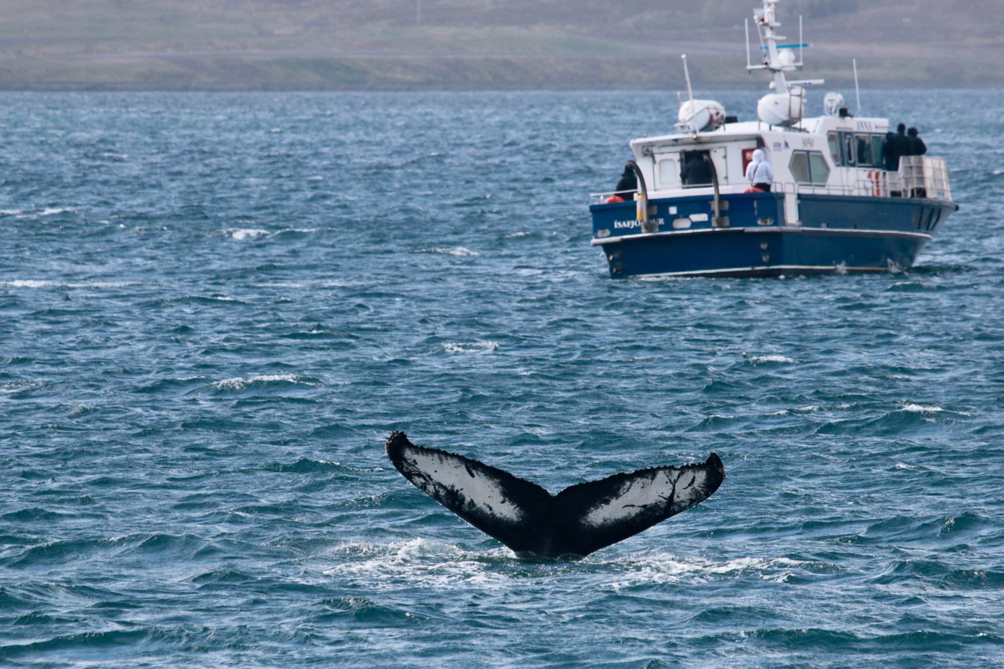 Tierwelt der Westfjorde